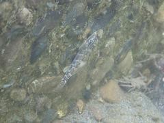 Rhinogobius formosanus