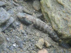 Rhinogobius formosanus