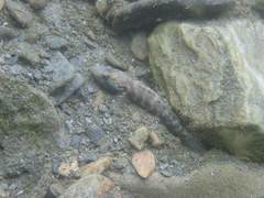 Rhinogobius formosanus