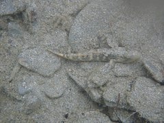 Rhinogobius formosanus