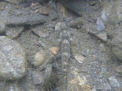 Rhinogobius formosanus