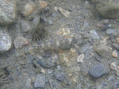 Rhinogobius formosanus