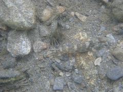 Rhinogobius formosanus