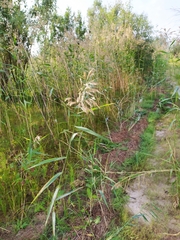 Phragmites australis