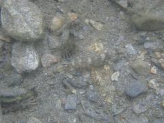 Rhinogobius formosanus