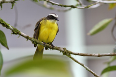 White-Ringed Flycatcher photo 3