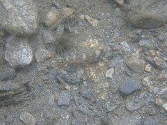 Rhinogobius formosanus