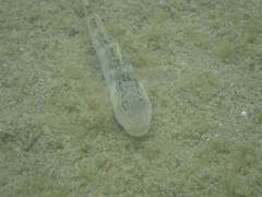 Rhinogobius formosanus