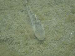 Rhinogobius formosanus