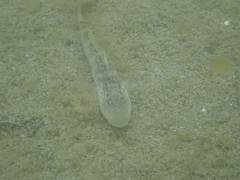 Rhinogobius formosanus