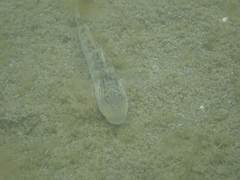 Rhinogobius formosanus