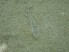 Rhinogobius formosanus