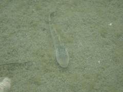 Rhinogobius formosanus