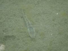 Rhinogobius formosanus