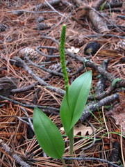 Malaxis macrostachya