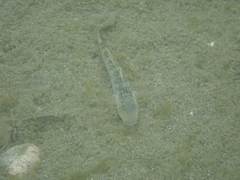 Rhinogobius formosanus