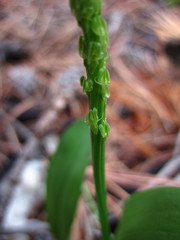 Malaxis macrostachya