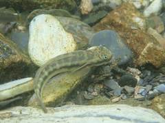 Sicyopterus japonicus