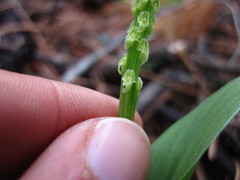 Malaxis macrostachya