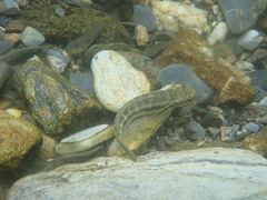 Sicyopterus japonicus