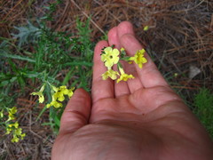 Lithospermum cobrense