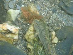 Rhinogobius formosanus