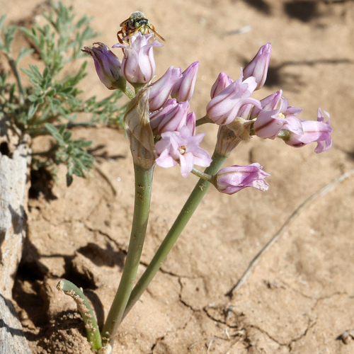 Plains onion (Allium perdulce)