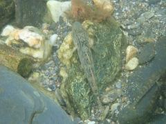 Rhinogobius formosanus