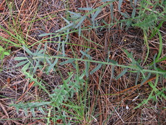 Lithospermum cobrense