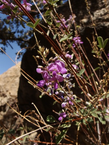 Image of Desmodium cinerascens by (c) Sue Carnahan, some rights reserved (CC BY)