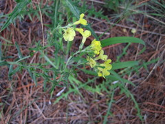 Lithospermum cobrense