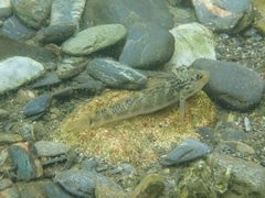 Rhinogobius formosanus