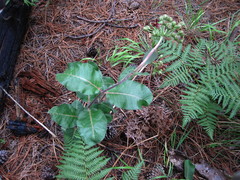 Asclepias hypoleuca