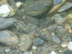 Rhinogobius formosanus