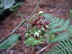 Asclepias hypoleuca