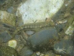 Sicyopterus japonicus