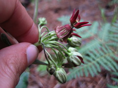 Asclepias hypoleuca