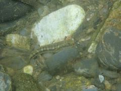 Sicyopterus japonicus