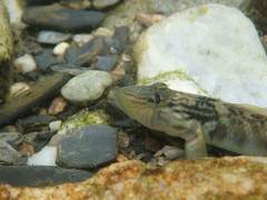 Rhinogobius formosanus
