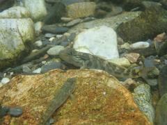 Rhinogobius formosanus
