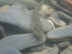Rhinogobius formosanus