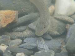 Rhinogobius formosanus