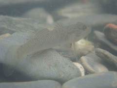 Rhinogobius formosanus