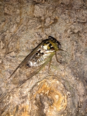 Megatibicen dealbatus