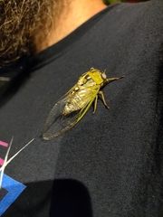 Megatibicen dealbatus