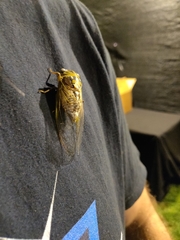 Megatibicen dealbatus