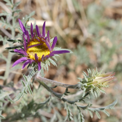 Image of Machaeranthera tanacetifolia by (c) Catherine C. Galley, some rights reserved (CC BY)