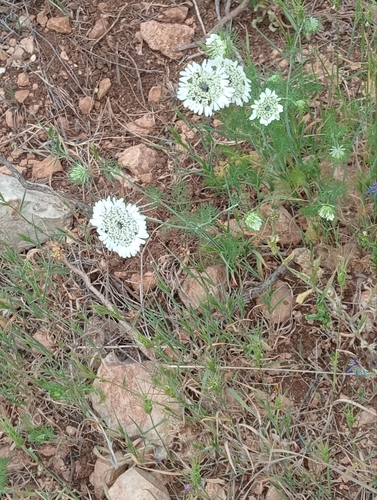Artedia squamata, photograph 4