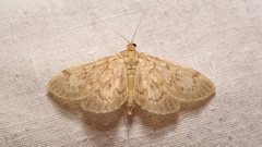 Anania lancealis