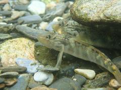 Rhinogobius formosanus